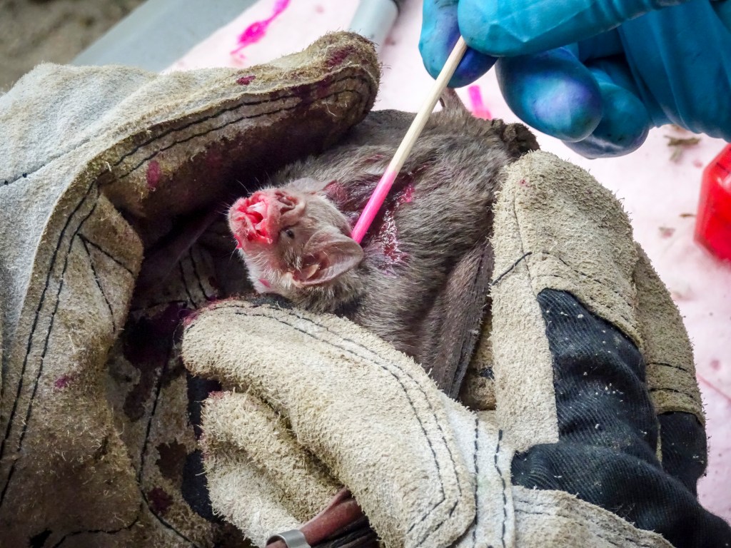 Rhodamine b treatment of wild vampire bat